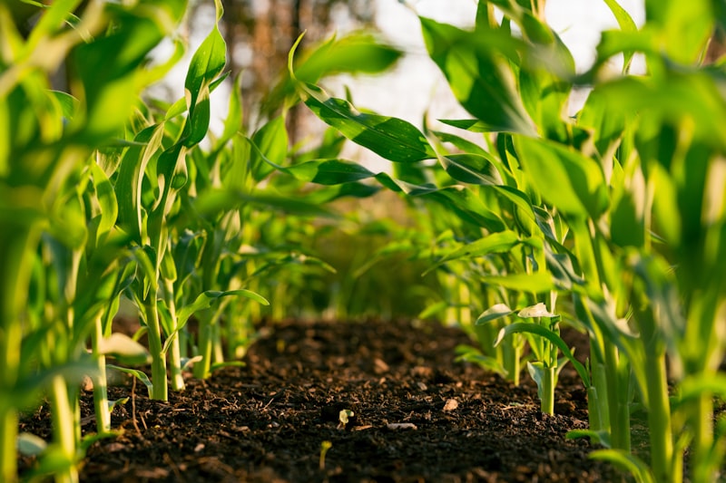 Agricultural trading operations