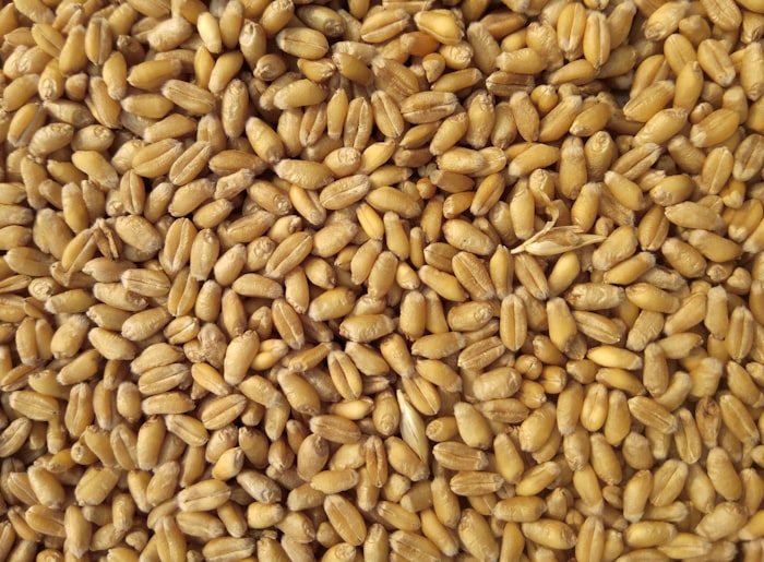 Rice